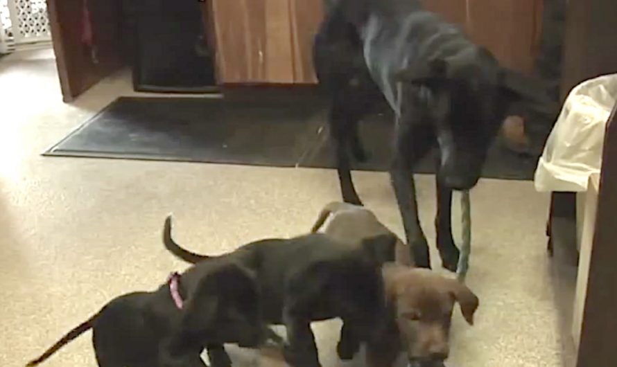 Mother Dog Back With Puppies Who Were Thrown Off Of A Bridge