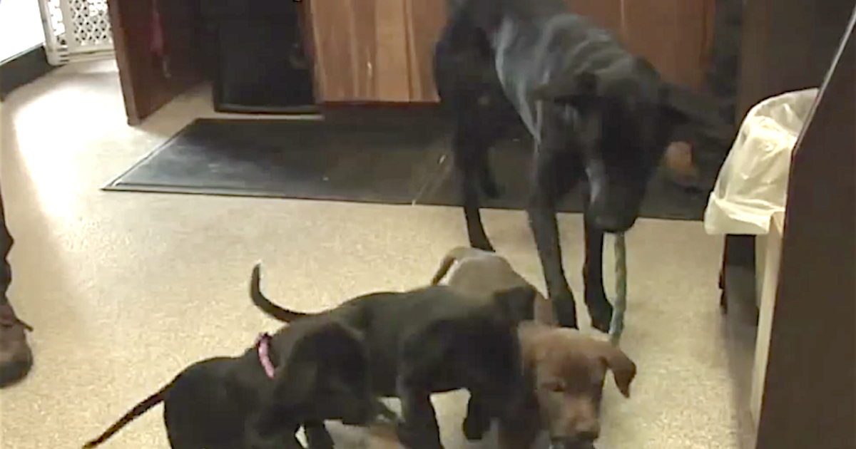 Mother Dog Back With Puppies Who Were Thrown Off Of A Bridge