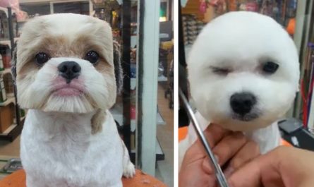 Newest Trend In Pet Grooming Has Divided Opinions Amongst Dog Lovers