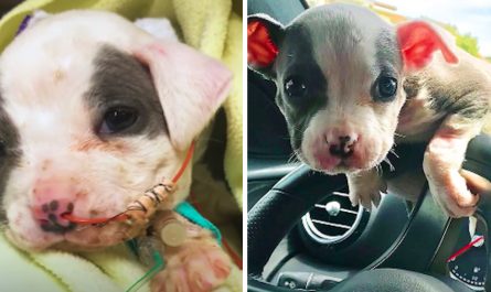 Pittie Puppy Found At A Construction Site Would Blossom Into A Social Butterfly
