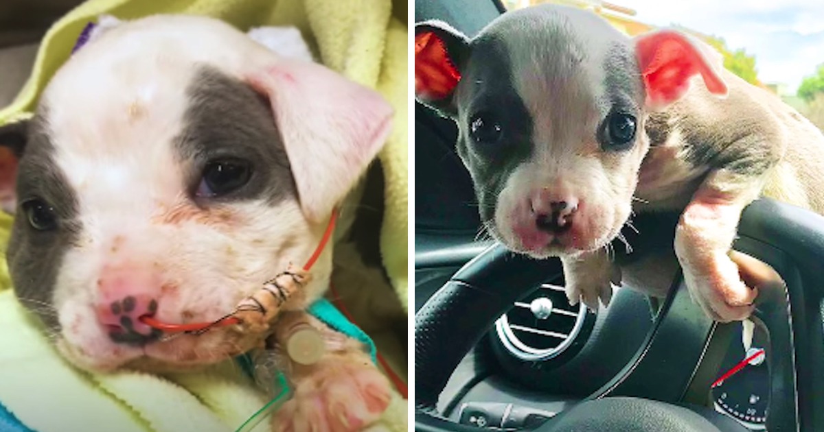 Pittie Puppy Found At A Construction Site Would Blossom Into A Social Butterfly