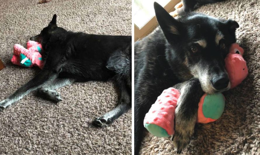 Rescue Dog Works Out Into New Life Only When She Lastly Gets Her Own Toy