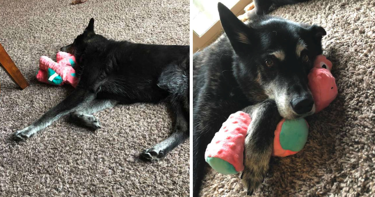 Rescue Dog Works Out Into New Life Only When She Lastly Gets Her Own Toy