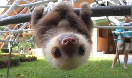 Rescued Baby Sloths Carry On A Squeaky, High-Pitched Conversation