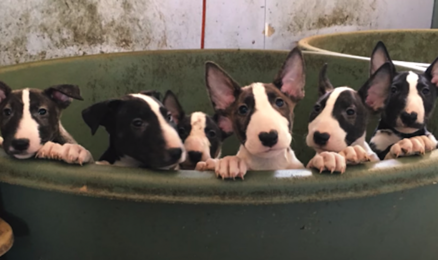 Rescuers Think They’re Rescuing 5 Dogs, Find 110 Bull Terriers On Property