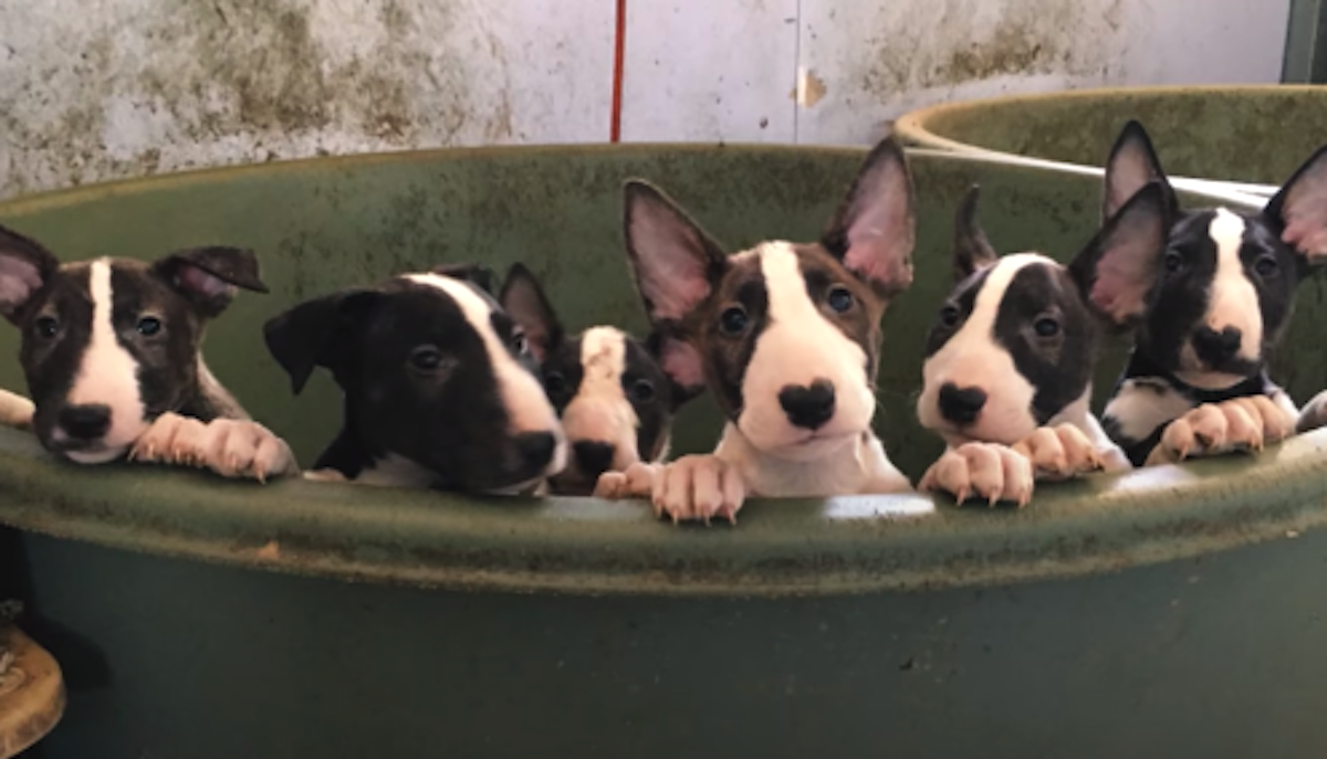 Rescuers Think They're Rescuing 5 Dogs, Find 110 Bull Terriers On Property