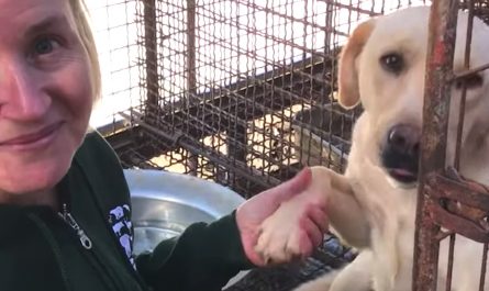 Sandie Is Very Trusting As The Humane Society Raids Dog Meat Farm