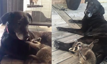 Senior Dog Comes To Be Surrogate Mother To An Orphaned Raccoon