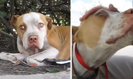 Shy Pit Bull With A Broken Leg Needs To Be Coerced Out From Under A Bush