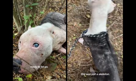 Skinny Pit Bull Found Snuggled In The Woods Was All But Ready To Allow Go