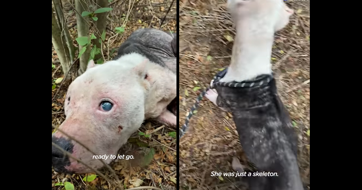 Skinny Pit Bull Found Snuggled In The Woods Was All But Ready To Allow Go