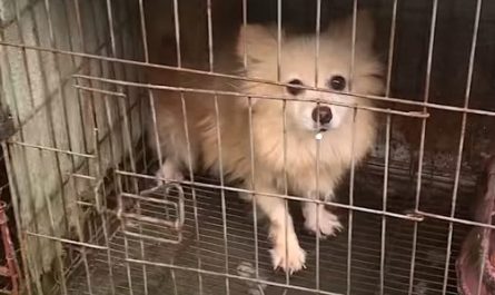 Small Dog That Was Caged For 2 Years Gets A Health Spa Day To Wash Away Her Neglect