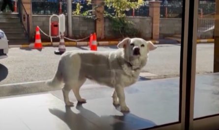 Small Dog Waits Outside Of The Hospital While Thinking About Her Owner