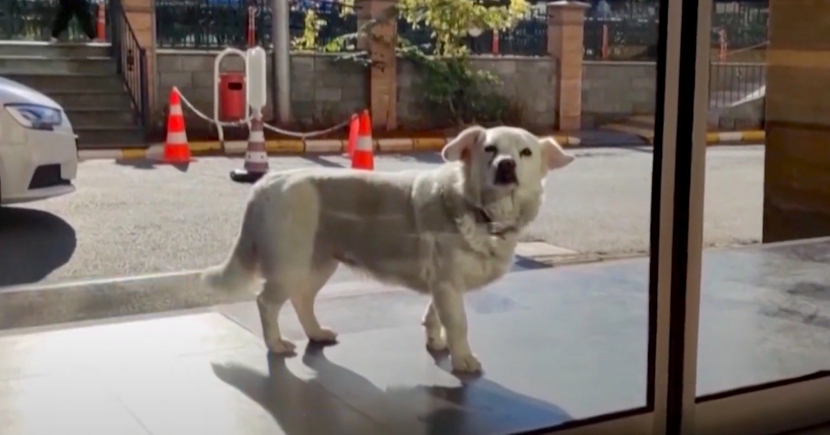 Small Dog Waits Outside Of The Hospital While Thinking About Her Owner