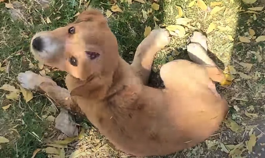 Stray Puppy That Could Not Stand Looks Back To See Hope In Human Form