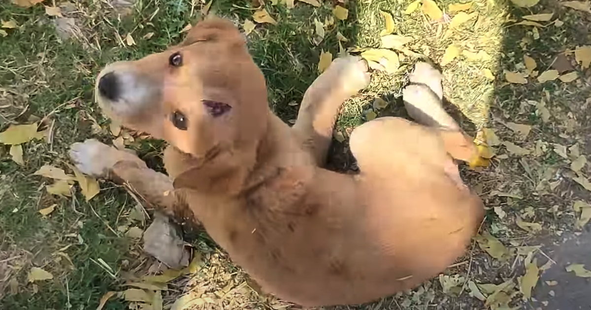 Stray Puppy That Could Not Stand Looks Back To See Hope In Human Form
