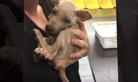 Stray Snuggles Into Rescuer's Arms Recognizing That He's Finally Safe