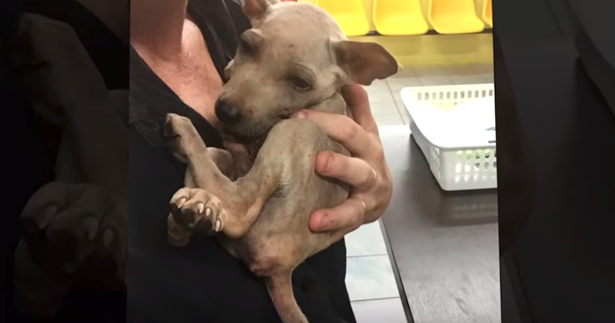 Stray Snuggles Into Rescuer's Arms Recognizing That He's Finally Safe
