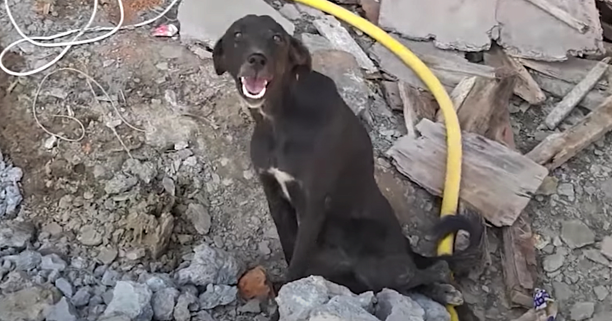 Stray With A Fantastic Smile Could Not Stand No Matter How Hard She Tried