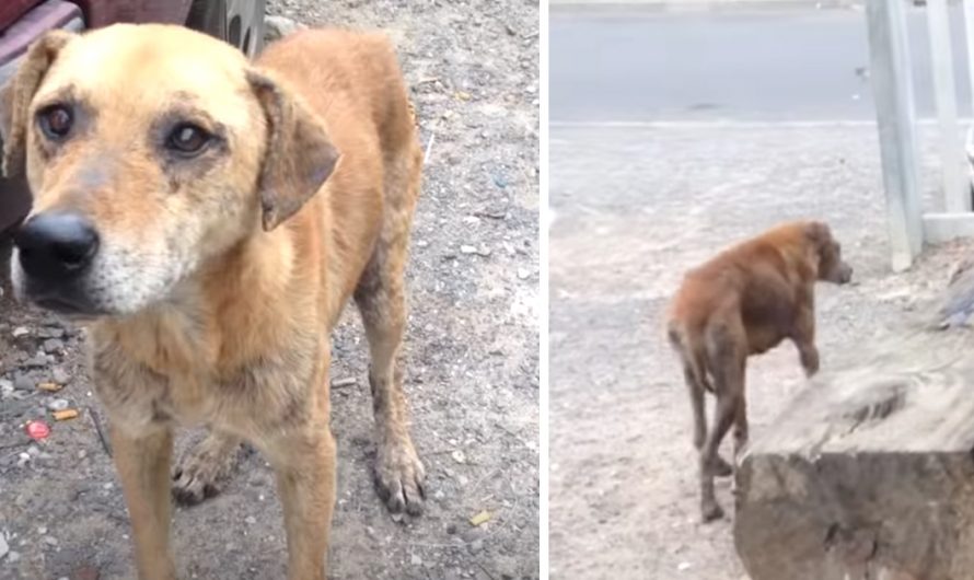 Street Dog Wouldn’t Leave Without Her Friend, Leads Rescuers To Her