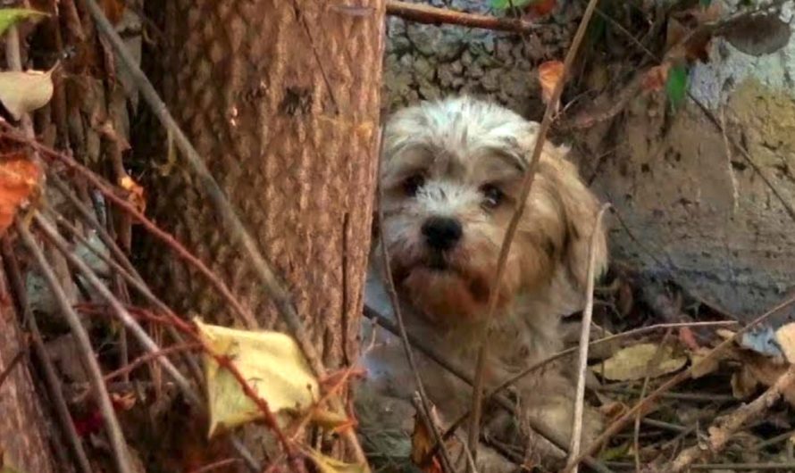 Terrified Homeless Dog Hid Behind A Dumped House Surrounded By Spiders