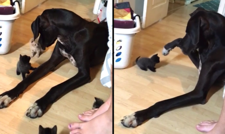 Tiny Kittens Take Passion In Huge Dog, Great Dane Does His Finest To Be Gentle