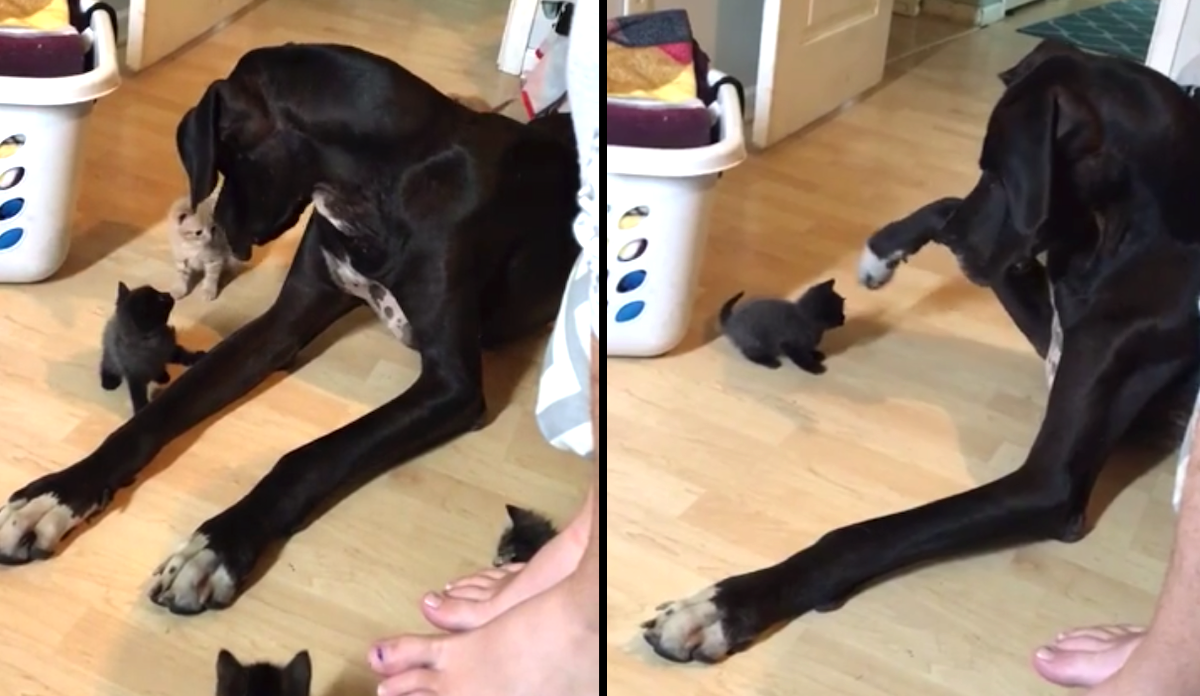 Tiny Kittens Take Passion In Huge Dog, Great Dane Does His Finest To Be Gentle