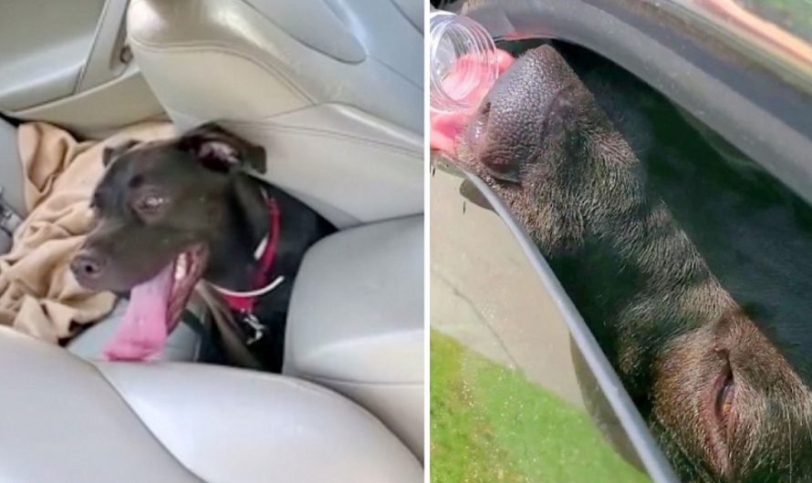 Veteran Breaks The Law To Rescue A Dog On The Verge Of Passing Out In A Very hot Car