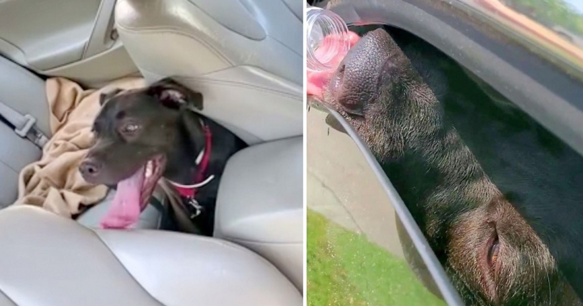 Veteran Breaks The Law To Rescue A Dog On The Verge Of Passing Out In A Very hot Car