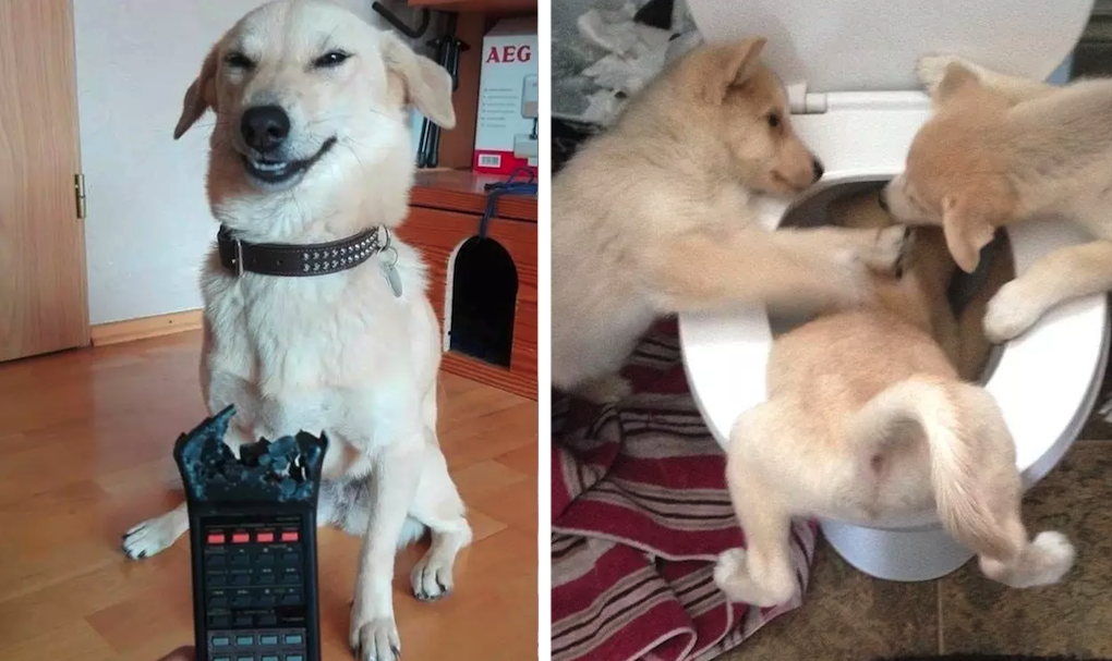 17 Dogs That Made It A Thing To Push Their Owners To The Absolute Limit