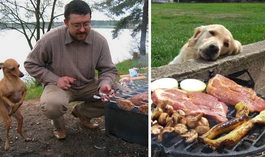 20 Dogs That Take Begging To An Entire New Level