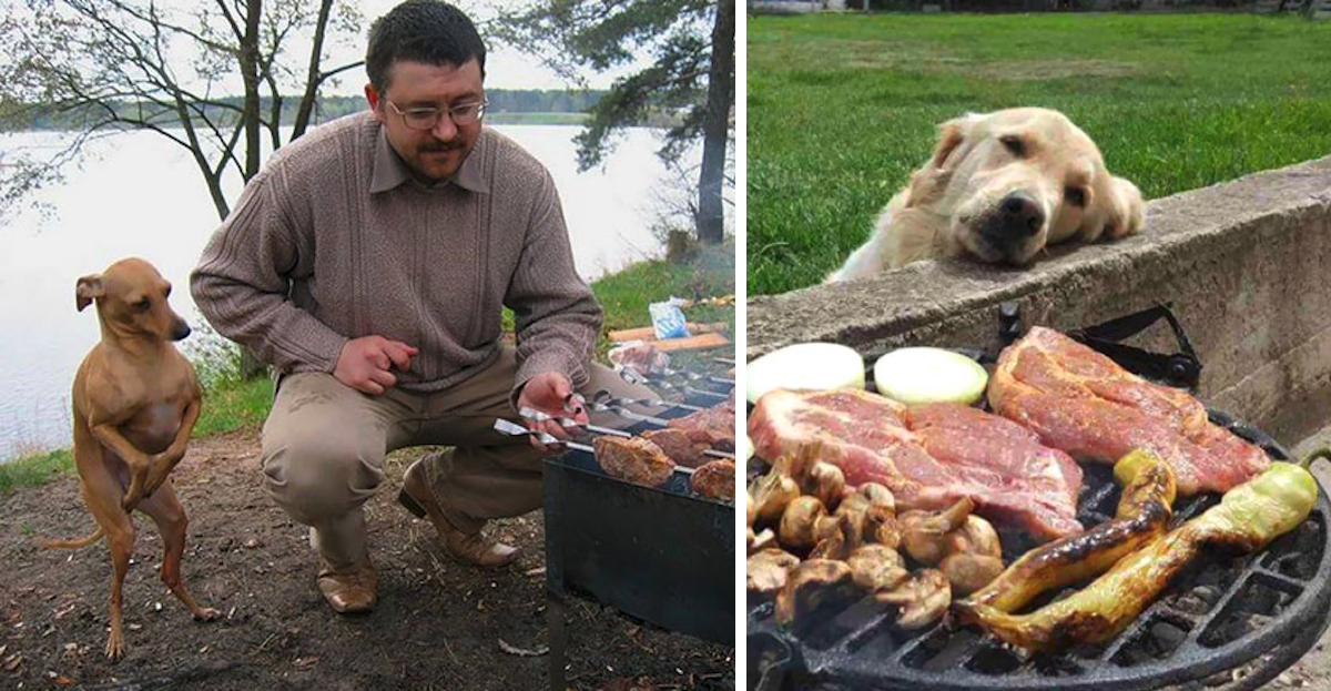20 Dogs That Take Begging To An Entire New Level