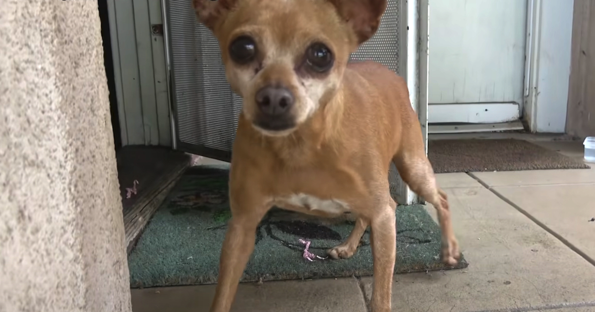 Abandoned Dog Attempted Forcing Herself In A Stranger's House To Be Accepted Again