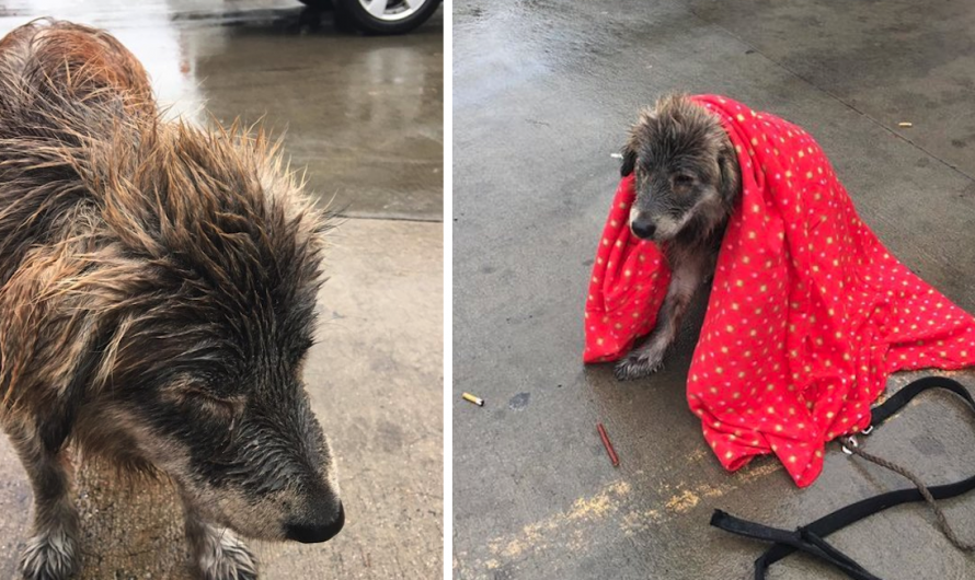 Abandoned Dog Sat In The Rain Refusing To Budge Until Someone Covered Her In A Blanket