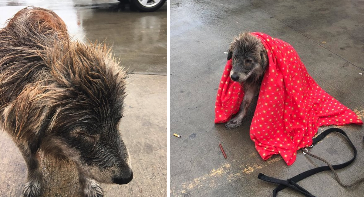 Abandoned Dog Sat In The Rain Refusing To Budge Until Someone Covered Her In A Blanket