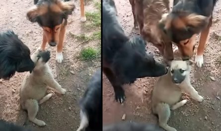 Abandoned Puppy Receives Warm Welcome From The Various Other Shelter Rescues
