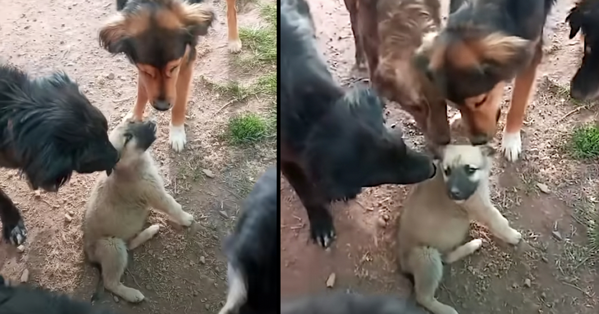 Abandoned Puppy Receives Warm Welcome From The Various Other Shelter Rescues