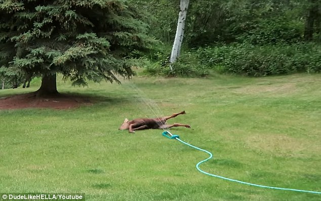 Baby moose captured playing in sprinkler in family's backyard
