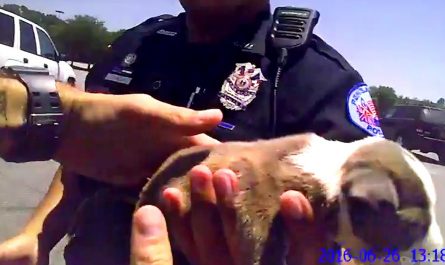 Bodycam Shows Policeman Smash A Window To Save A Puppy Left In Hot Vehicle