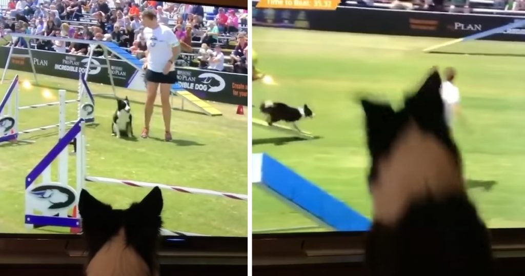 Border Collie Watches Himself Win Dog Agility Competition On TV