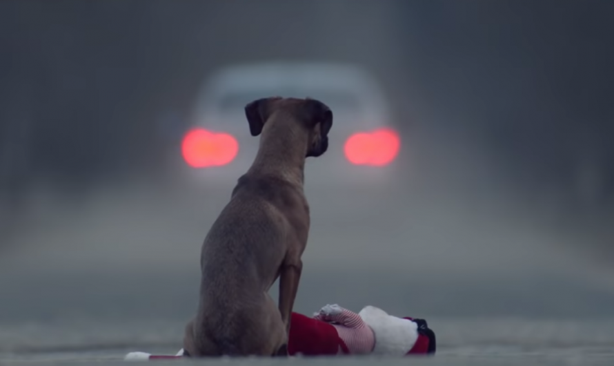 Brief Movie’s Special And Powerful Statement On Pet Abandonment Really Hits Home