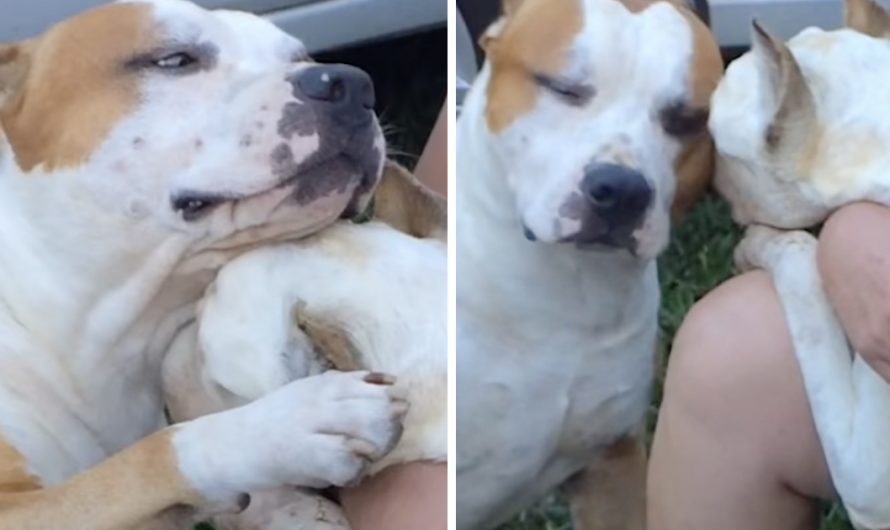 Caring Dog Comforts Sick Buddy And Also Doesn’t Leave His Side