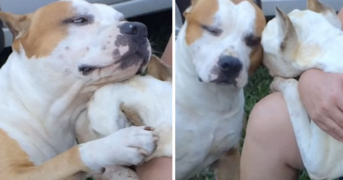Caring Dog Comforts Sick Buddy And Also Doesn't Leave His Side