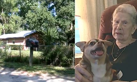 Chihuahua Comes To The Rescue Of Owner Who Lay Helpless For 5 Hours In The Heat