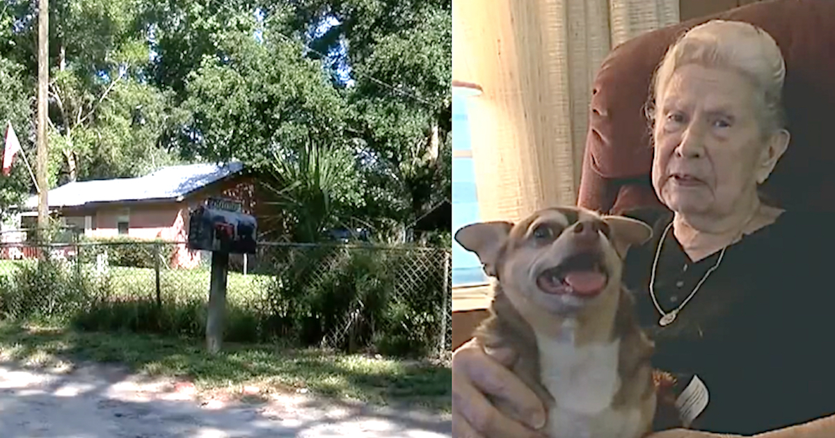 Chihuahua Comes To The Rescue Of Owner Who Lay Helpless For 5 Hours In The Heat