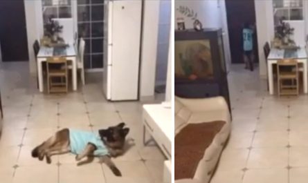 Clever Dog Hears Doorbell And Answers The Door While Home Alone
