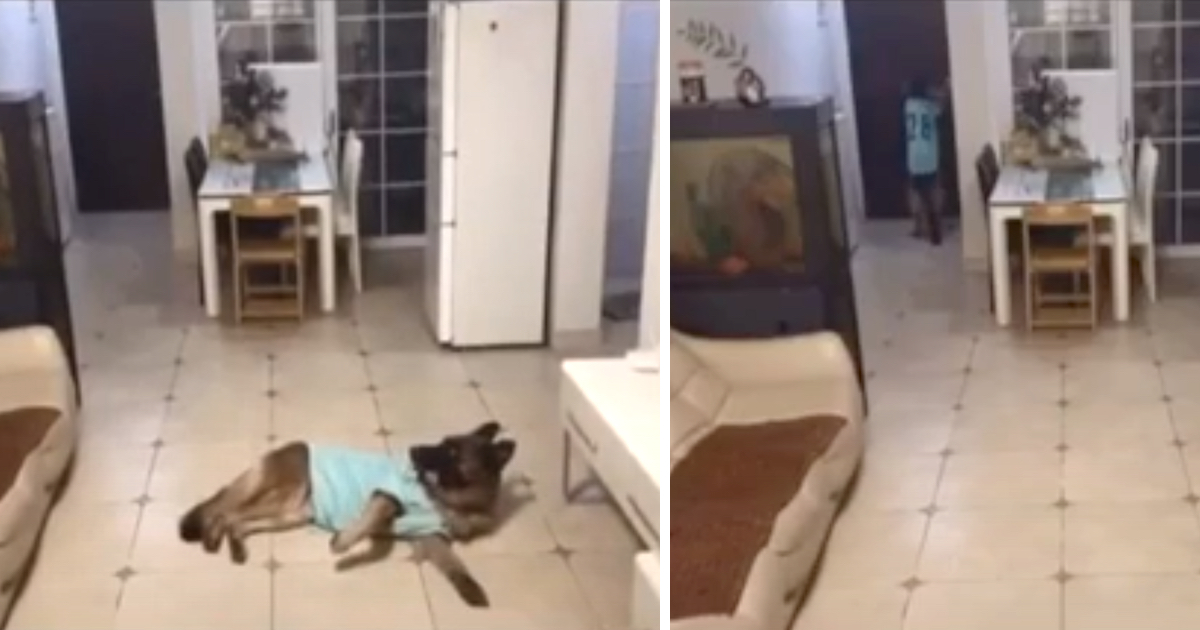 Clever Dog Hears Doorbell And Answers The Door While Home Alone