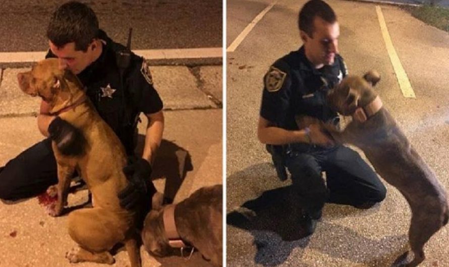 Cops Sit And Comfort Two Pit Bulls In The Street As They Await Help