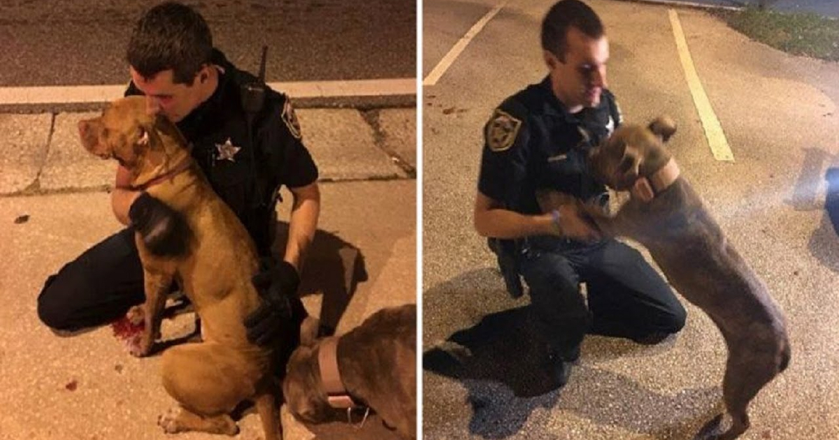Cops Sit And Comfort Two Pit Bulls In The Street As They Await Help