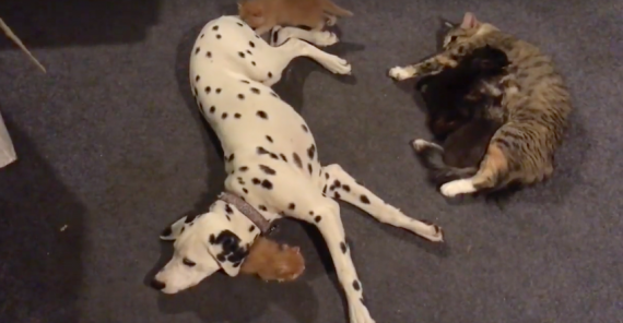 Dalmatian and mother cat share obligations for litter of kittens